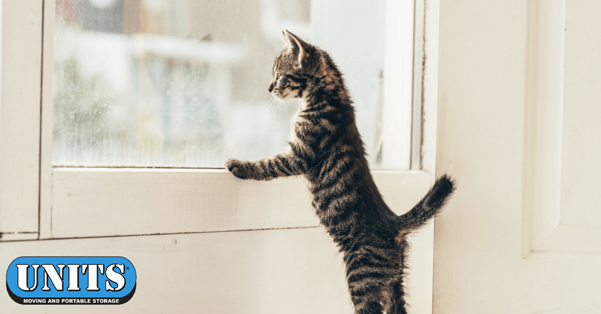 Helping Pets Acclimate To Your New Home